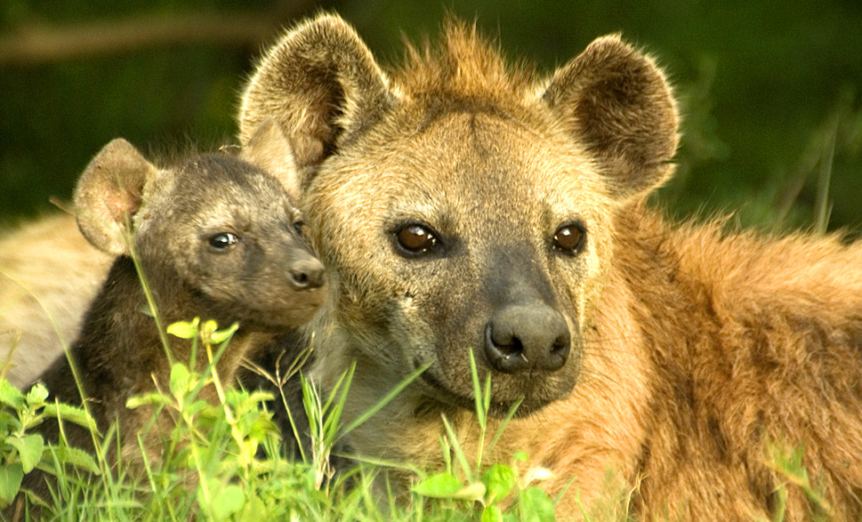 Цікаві факти про гієн